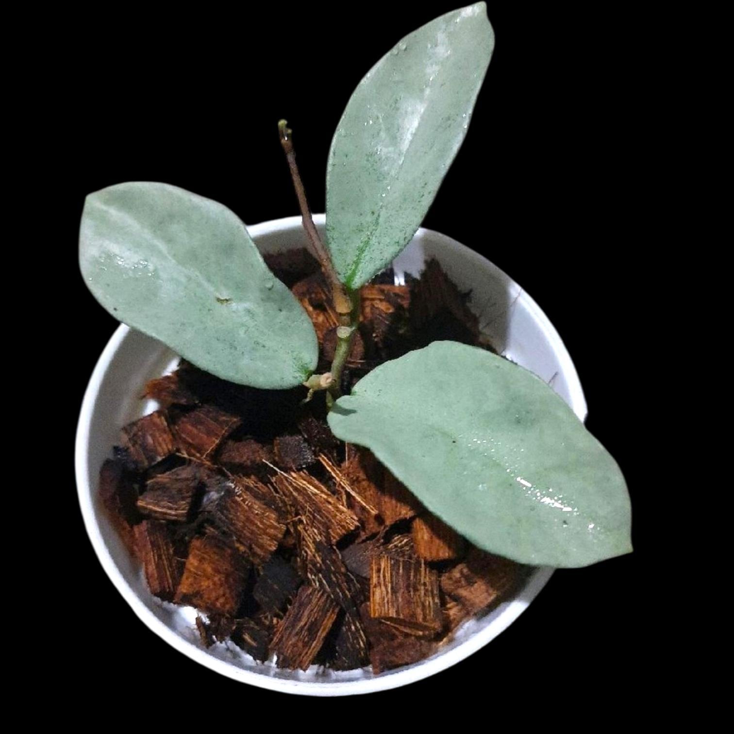 Hoya nova ghost - Etsy 日本