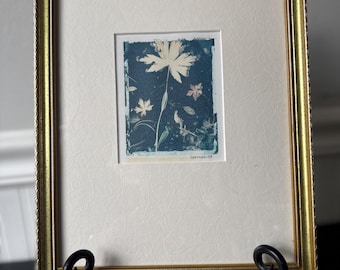 Grabado botánico en cianotipia con marco dorado (firmado)