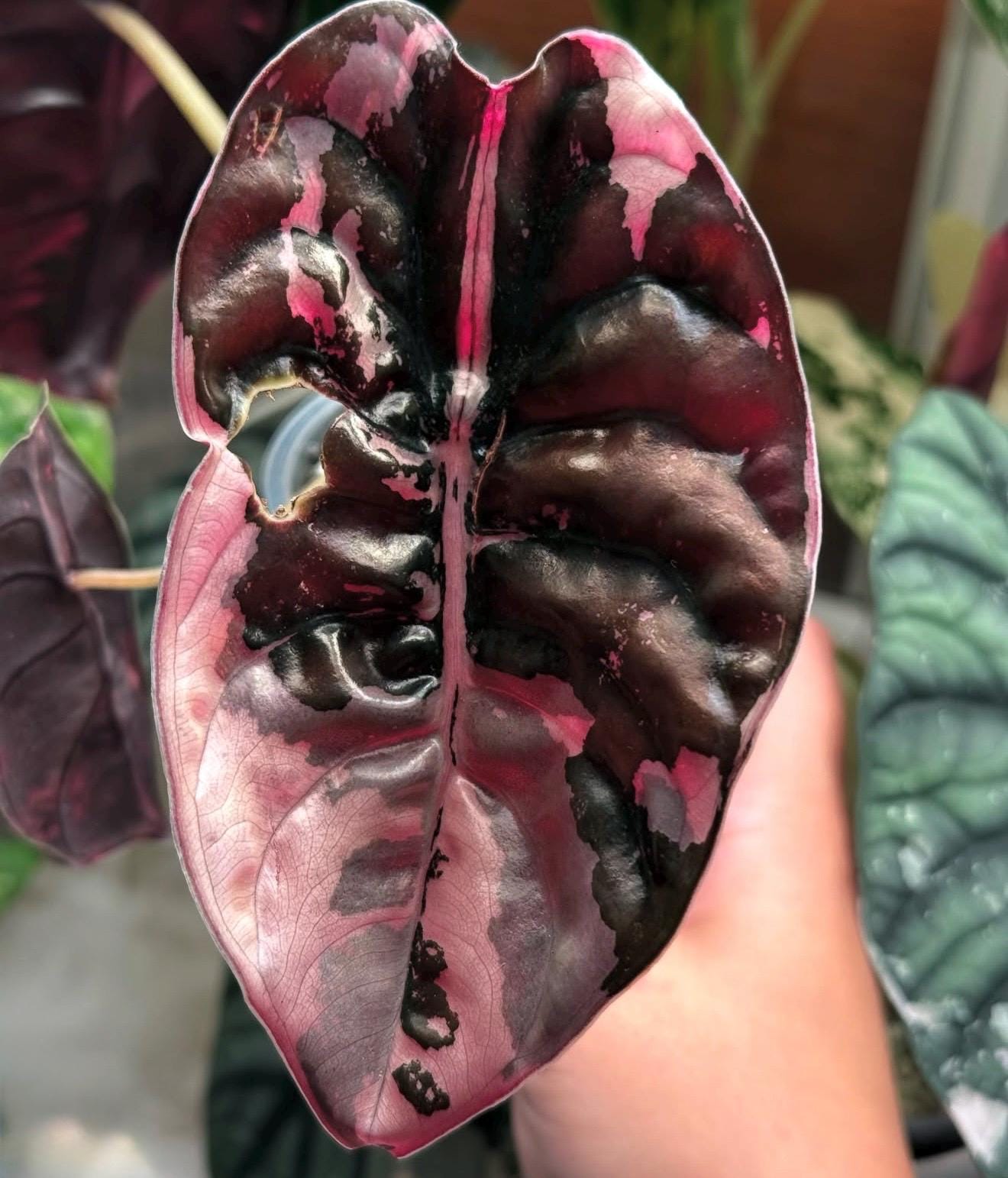 Alocasia Cuprea Pink Variegated Tc - Etsy Canada