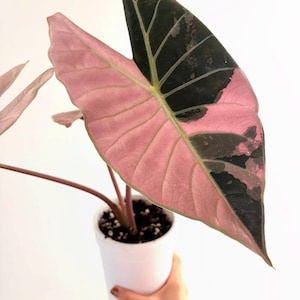 以下が含まれることがあります： 白い鉢に植えられたアロカシアの植物。濃いダークグリーンと柔らかなパステルピンクの斑入り模様が入った大きなハート型の葉が特徴です。葉には目立つ葉脈があり、ピンク色の茎が土から伸びており、はっきりとした色の分かれ目が見られます。