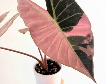 Rare Variegated Alocasia Dragon Tooth Pink Live Plant Bulbs phytosanitary certificate