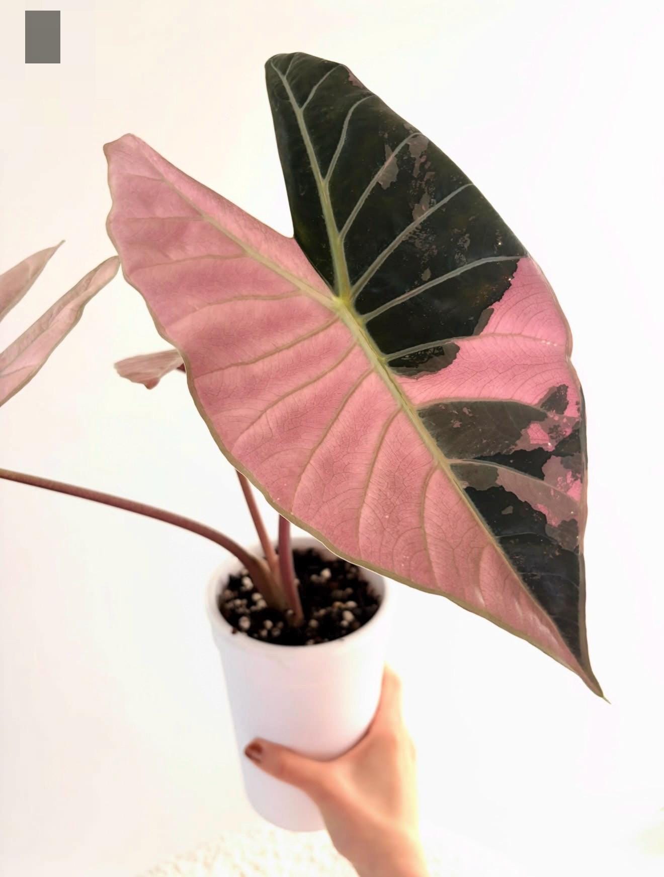 Pink variegated monstera - Etsy.de