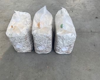 3 GROWING KITS of Cardoncelli Mushroom SUBSTRATE loaves