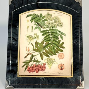May include: A rectangular picture frame with a black and gray marbled border and silver-toned metal corner accents. The frame holds a botanical print of a Sorbus aucuparia plant, featuring green leaves, white flowers, and red berries with text.