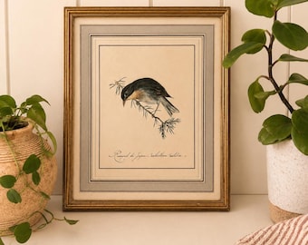 Vintage framed “Rossignol du Japon” lithograph – ornithology bird print – classic gold frame
