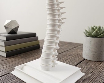 Tarjetero con forma de columna vertebral – Regalo ideal para escritorio o decoración de oficina para profesionales de la salud