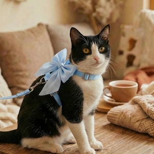 Può includere: Un gatto bianco e nero con un'imbracatura azzurra con fiocco e collare abbinati. Il gatto è seduto su una superficie di legno, con un guinzaglio attaccato. Una tazza di tè e una coperta sono sullo sfondo.