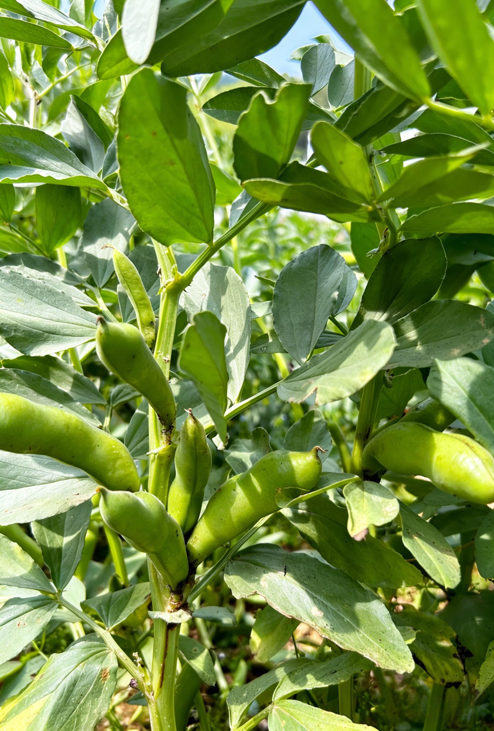 String Bea Seeds 50 Heirloom Green Bean Seeds, String Bean Seeds for a Bountiful Harvest ...