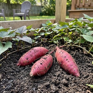 May include: Three freshly harvested sweet potatoes with reddish-purple skin rest on dark soil, surrounded by green leafy plants. The sweet potatoes are oblong in shape and covered in soil.