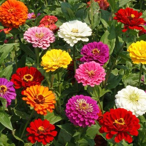 Mixed Marigold Seeds African French Heirloom Non GMO Annual Garden Flower Planting Seeds