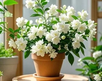 Sementes de Jasmim Sambac Duplo, Flores Brancas Perfumadas, Planta Tradicional para Jardim, Interior e Vasos.