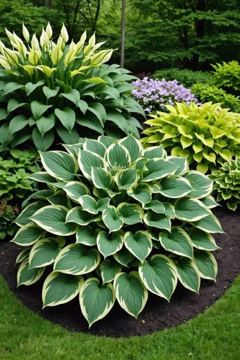 May Hosta Mixed Color Hosta Seeds Shade Perennial Ground Cover Cold Tolerant ...