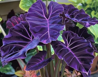 Elephant Ear Bulb Large Tropical Green Leaf Garden Patio Container Ornamental Plant Growing