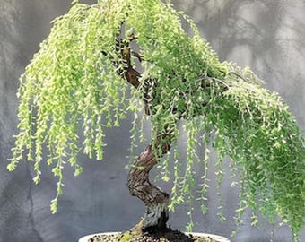 Salgueiro-chorão Bonsai, muda, árvore anã viva, crescimento rápido, copa em cascata, planta de fácil cultivo.
