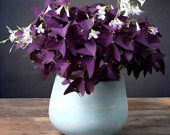12 Purple Shamrock Bulbs – Oxalis Triangularis