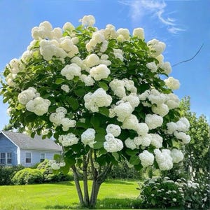 Pode incluir: Uma árvore com abundantes flores brancas e folhas verdes. O céu azul claro e uma casa ao fundo completam a cena, sugerindo um ambiente de jardim. A árvore é o ponto focal da imagem.