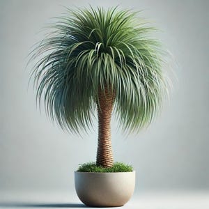 Ponytail palm bonsai - Etsy Schweiz