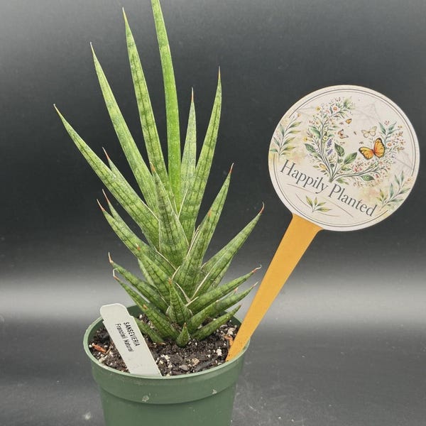 Sansevieria Francisii "Francisii Snake Plant" - 4" Pot