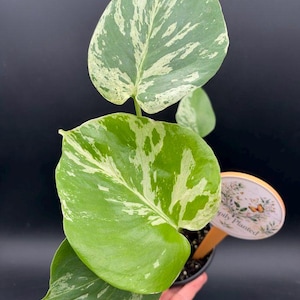 May include: A variegated Monstera plant with heart-shaped leaves featuring green and creamy white patterns. The plant is in a black pot with a round wooden plant marker that displays a floral illustration, a butterfly, and the text Happily Planted.