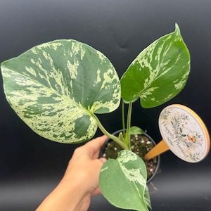 May include: A variegated Monstera plant with large, heart-shaped leaves featuring splashes of creamy white and deep green. The plant is potted in a small black container and includes a round wooden plant marker with the text Happily Planted.