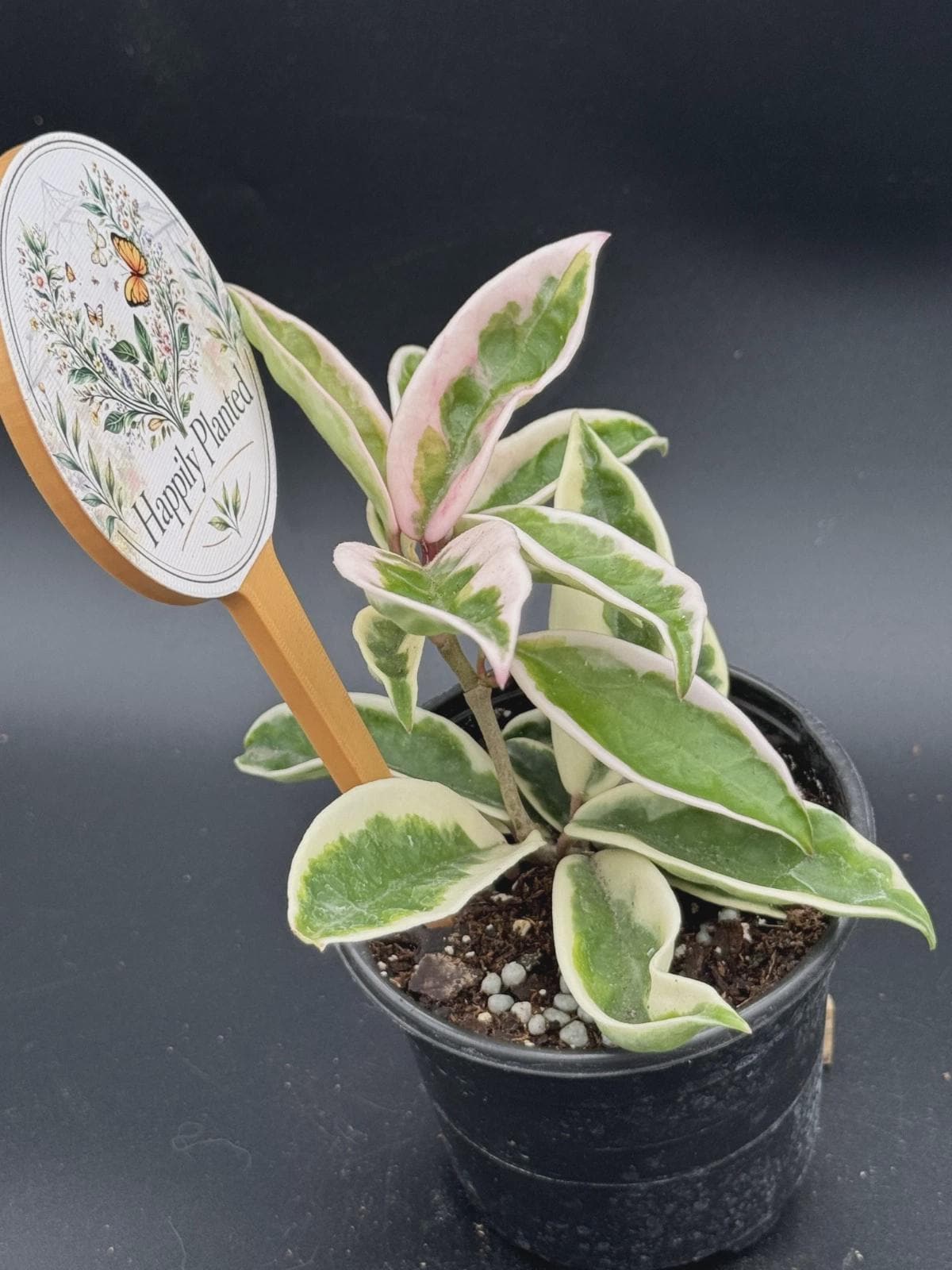 Hoya Krinkle 8 Variegated - Etsy
