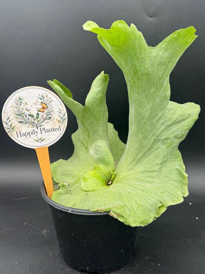 Platycerium Dwarf - Etsy