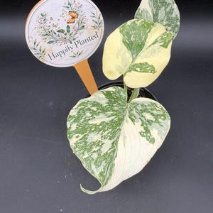 May include: A variegated Monstera plant with heart-shaped leaves featuring white and green patterns in a black pot. A round plant marker with a floral design and the text Happily Planted is inserted into the soil next to the plant stems.