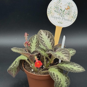 May include: A potted Episcia plant with textured, silver-green leaves featuring dark green veins. The plant has a single bright red flower and a round plant marker with the text "Happily Planted" and a botanical illustration of butterflies.