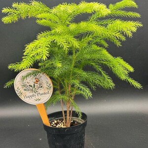 May include: A Norfolk Island pine plant with bright green, needle-like foliage in a black plastic pot. A round, cream-colored plant marker with a butterfly illustration and the text "Happily Planted" is inserted into the soil next to the stem.