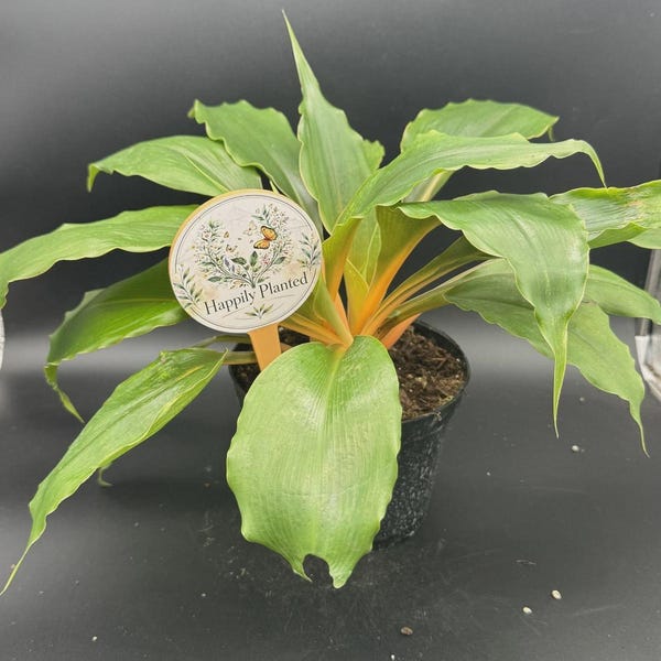 Chlorophytum 'Fire Flash' 'Mandarin Orange'- 6" Pot