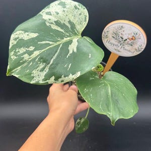 May include: A variegated Monstera plant with large, heart-shaped green leaves featuring white splashes and speckles. A round, light-colored plant marker with a floral design and the text "Happily Planted" is inserted into the dark potting soil.