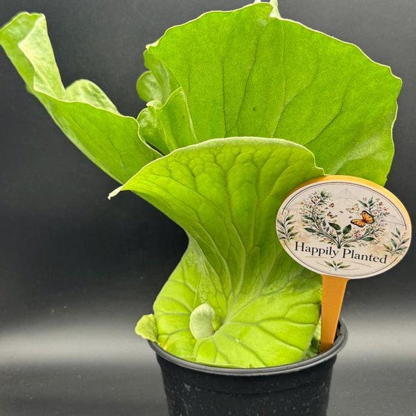 Elephantotis Staghorn Fern (Platycerium elephantotis) - 6" Pot