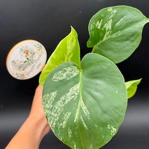 May include: A variegated Philodendron plant featuring heart-shaped green leaves with white and light green speckled patterns. A small round wooden tag with a floral illustration and the text Happily Planted is visible near the plant foliage.