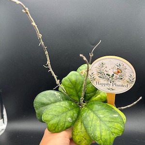 May include: A Hoya plant with thick, waxy, green leaves featuring prominent veins and light speckling. The plant has several thin, leafless, woody stems extending upward and outward. An oval yellow plant marker displays the text Happily Planted.