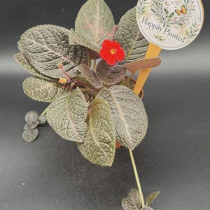May include: A potted Episcia plant with textured, dark green, oval-shaped leaves featuring purple veins and a single bright red flower. A round, cream-colored plant marker with a floral illustration and the text "Happily Planted" is inserted.