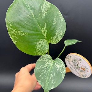 May include: A variegated Monstera plant with heart-shaped green leaves featuring white speckled patterns. A round wooden plant tag is attached, displaying the text "Happily Planted" alongside a floral and butterfly illustration in soft colors.