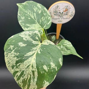 May include: A variegated Philodendron plant with heart-shaped green leaves featuring white splashes and speckles. The plant is potted in a small container with a round wooden plant marker that displays a floral illustration and the text Happily Planted.