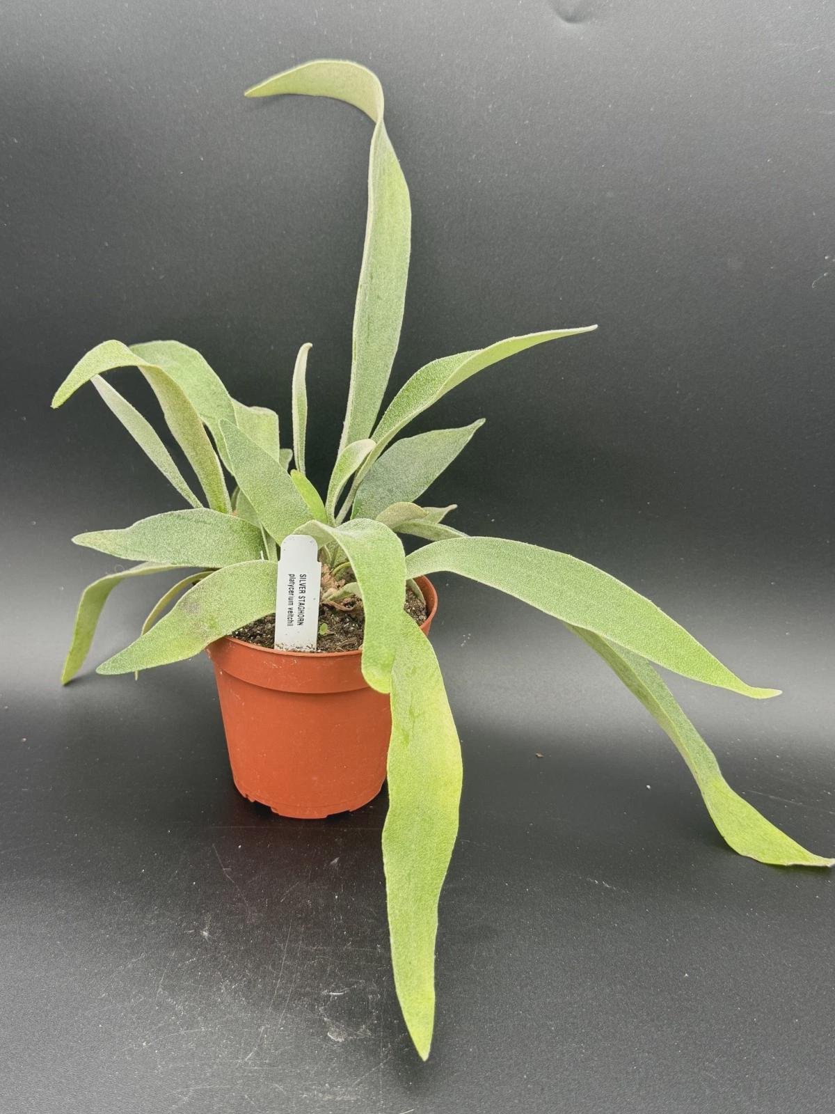 Platycerium Veitchii - Etsy