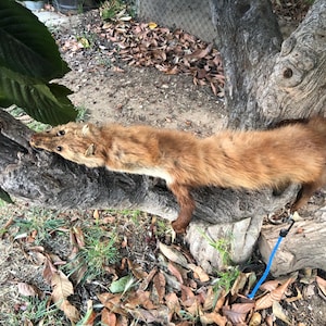 Puede incluir: Un animal disecado con pelaje marrón, tumbado sobre una rama de árbol. El animal tiene un cuerpo largo y delgado y una cola tupida. El pelaje es una mezcla de marrón claro y oscuro, con un vientre más claro. El animal está posicionado horizontalmente.
