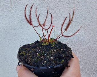 Drosera Binata Extrema Live Carnivorous Plant - 4 Inch Pot
