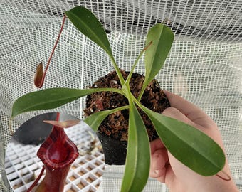 Nepenthes Lowii x Ventricosa Red "N. Briggsiana" Live Carnivorous Plant - 4 inch pot