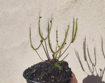 Drosera Dichotoma Giant "Staghorn Sundew" Live Carnivorous Plant - 4 inch pot