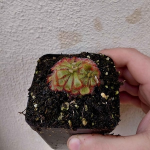 May include: A small potted plant with green leaves edged in red. The plant is centered in a square black pot filled with dark soil. The plant is held by a hand.