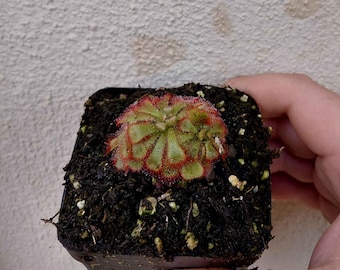 Drosera Aliciae "Alice Sundew" Live Carnivorous Plant - 3 Inch Pot