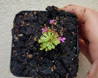 Stylidium Debile "Frail Trigger plant" - 3 inch pot
