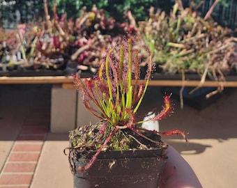 Drosera Capensis "Cape Sundew" Live Carnivorous Plant - 3 Inch Pot