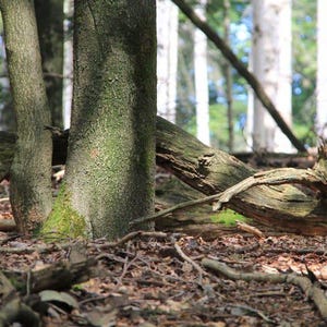 May include: A forest scene featuring tree trunks with textured bark and patches of green moss. Fallen branches and twigs cover the forest floor, with sunlight filtering through the trees in the background.