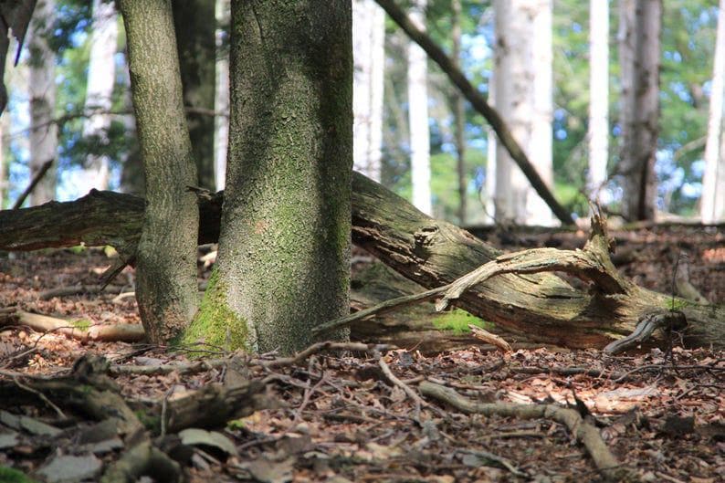 May include: A forest scene featuring tree trunks with textured bark and patches of green moss. Fallen branches and twigs cover the forest floor, with sunlight filtering through the trees in the background.