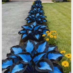 Hosta Bulbs for Planting, Garden Foliage, Border Plants, Outdoor Decor