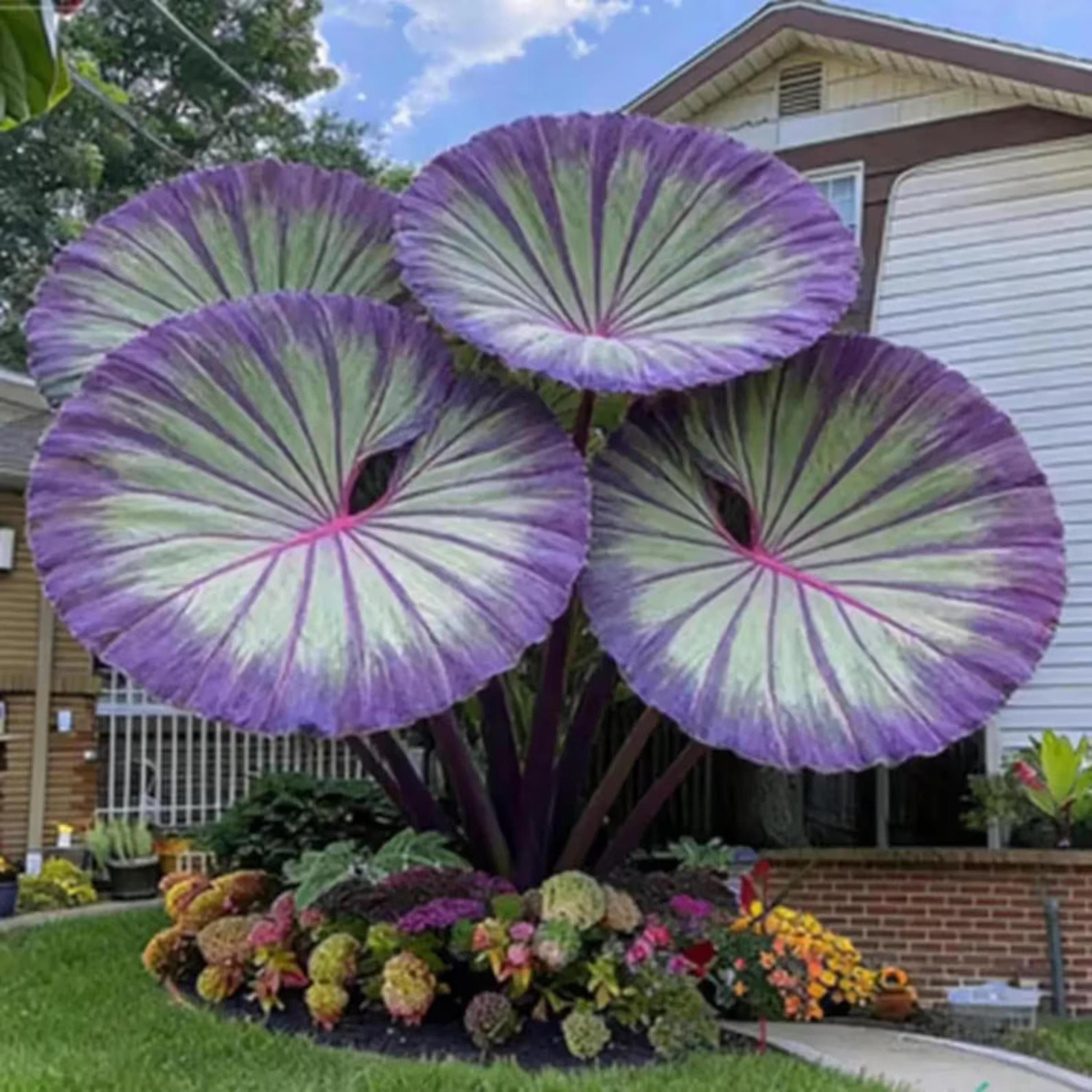Elephant Ear Bulbs, Giant Tropical Leaf Plant, Outdoor Garden Foliage